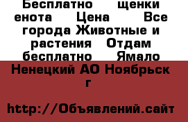 Бесплатно !!! щенки енота!! › Цена ­ 1 - Все города Животные и растения » Отдам бесплатно   . Ямало-Ненецкий АО,Ноябрьск г.